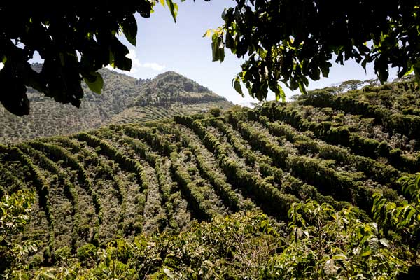 Café Joyeux : notre sourceur parcourt la planète pour dénicher les meilleurs cafés de spécialité