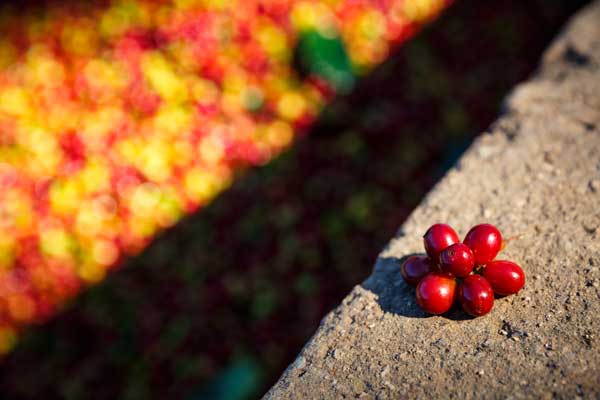 Café Joyeux: picking to select ripe cherries which requires 4 to 8 passes per tree