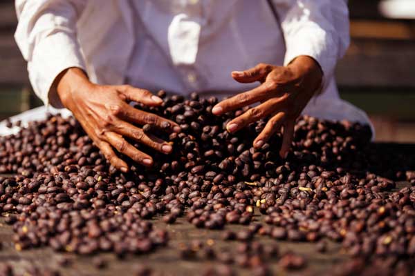 Café Joyeux: het branden van onze koffiespecialiteiten door onze meesterbrander