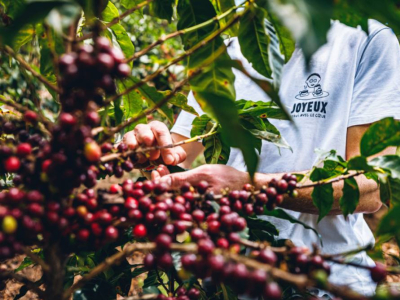 POURQUOI APPELLE-T-ON LE CAFÉ AINSI ?  